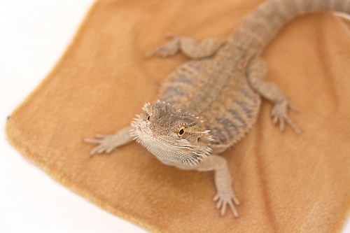 Loki in the Tub